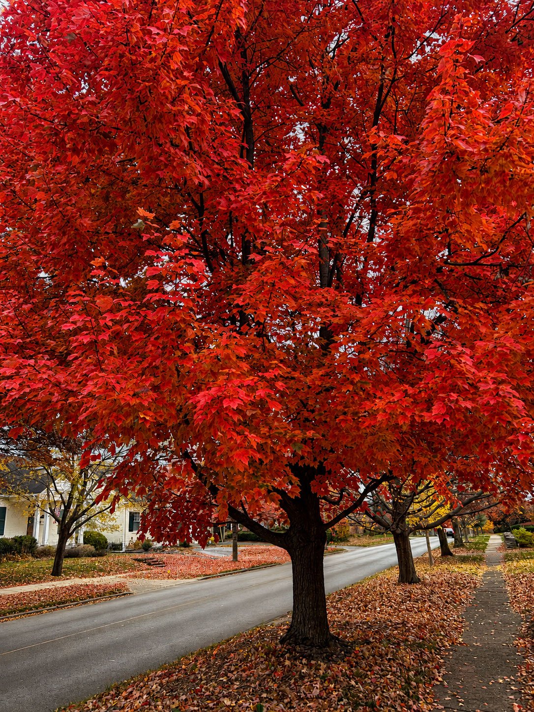 Fall tree in Fairway Neighborhood